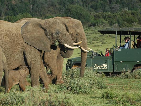 Pumba Msenge Bush Lodge - Game Drive 